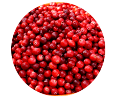 I frutti di mirtillo rosso sono contenuti nelle capsule di Prostamin, alleviano il gonfiore